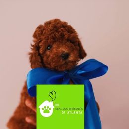 Tiny Crimson - Red  male Poodle puppy in Fairburn, Georgia from The Real Dog Breeders of Atlanta (peachy poodles)