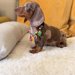 Jagger - Dapple male Dachshund puppy in Calexico, California from The house of Dachshund