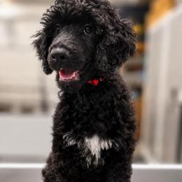 Cartwright's Thomas the Redeemed Believer - Black male Poodle puppy in Albany, Kentucky from Impressive Cartwright Standards
