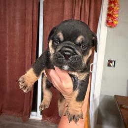 Remy - Black tri-color male Bulldog puppy in Hobe Sound, Florida from Amanda’s Bullies
