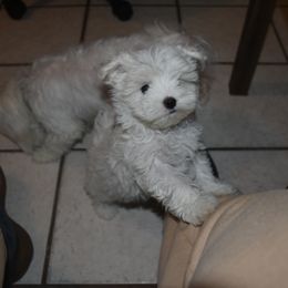 Maltese Puppies from Babes Babies