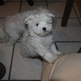 Maltese Puppies from Babes Babies