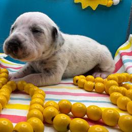 Popsicle - White and black female Dalmatian puppy in Melrose, New Mexico from ECMO Farm Dalmatians & Labrador Retrievers