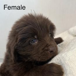 Muffin white collar - Brown female Newfoundland puppy in Comstock Park, Michigan from Two Brown Dogs and a Pig