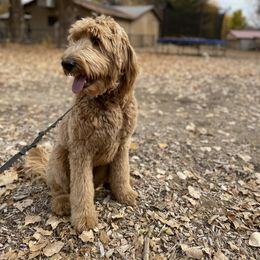 Goldendoodle Puppies from Golden Rule Doodles