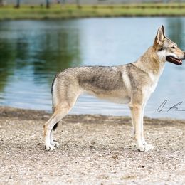 Image - Czechoslovakian Vlcak