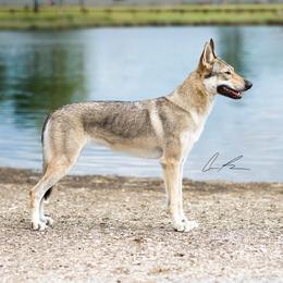 Image - Czechoslovakian Vlcak
