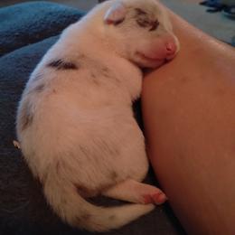 Border Collie Puppies from Blue Cypress Stock dogs