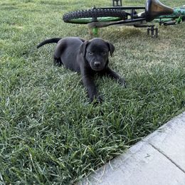 Girl 1 - Black female Xoloitzcuintli puppy in Payson, Utah from Jodi Zobell's Xoloitzcuintli