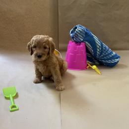 Goldendoodle Puppies from Dhalia’s Doodles