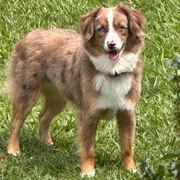 Miniature Australian Shepherd Puppies from SWLA MINI AUSSIES