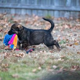 German Shepherd Puppies from Di Massimo Canile