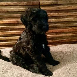 Rio - Black male Whoodle puppy in Concord, North Carolina from RockyRiverDoodles