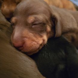 Dachshund Puppies from Tumbleweed Dachshunds