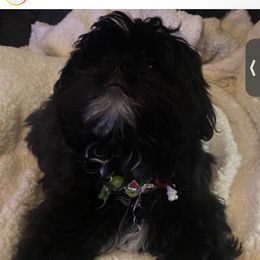 Pac Akc - Shih Tzu