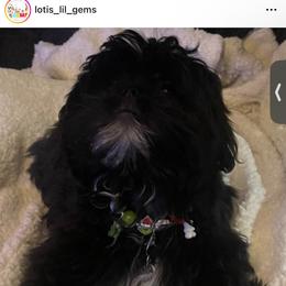 Pac Akc - Shih Tzu