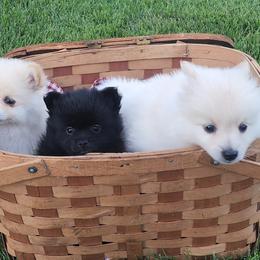 Pomeranian puppies from LAUREN DELZELL