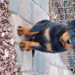 Rottweiler Puppies from Gottlïchen Rottweilers