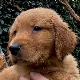 Yellow - Dark golden male Golden Retriever puppy in Woodland Hills, California from Rowan Red Retrievers