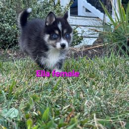 ELLA - Black and white female Pomsky puppy in Coatesville, Pennsylvania from Peaceful Pomskys