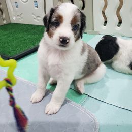 Aussiedoodle Puppies from Southwest Florida Doodles