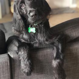 Labradoodle Puppies from River Home Doodles