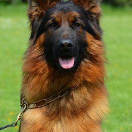 Nesto - German Shepherd