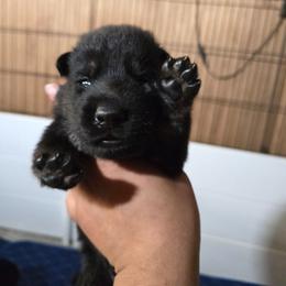 Cratos - Blue Collar Male - Bi-color male German Shepherd puppy in Hawthorne, Florida from Lace's High Flying German Shepherds And Golden Retrievers