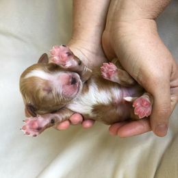"Blue: Captian (Male)" Goldendoodle Puppies from Phoenix AZ Doodles