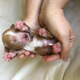 "Blue: Captian (Male)" Goldendoodle Puppies from Phoenix AZ Doodles