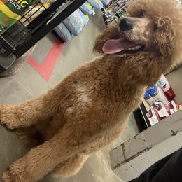Nemesis - Poodle