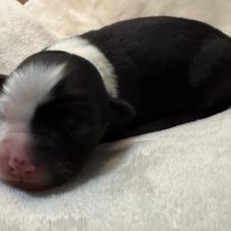 Pup 7 - Black tri-color female Australian Shepherd puppy in Tehachapi, California from Country Oaks Farm