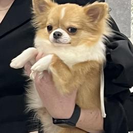 King Thor - Fawn and white male Chihuahua puppy in Marcy, New York from Dralion Chihuahuas