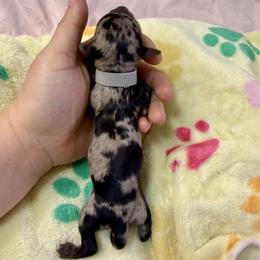 Gray collar - Black and cream female Dachshund puppy in Centralia, Washington from FairyTail Dachshunds