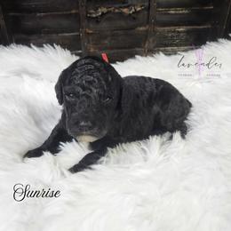 Sunrise - Black female Cockapoo puppy in Mancelona, Michigan from Lavender poodles & doodles
