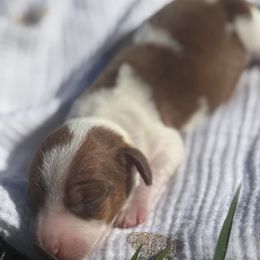 CKC RED DAPPLE PIEBALD - Dapple male Dachshund puppy in Anderson, California from Golden Paws Dachshunds