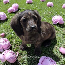 Sansa - Cream female Dachshund puppy in Oklahoma City, Oklahoma from OkieDoxieland Dachshunds