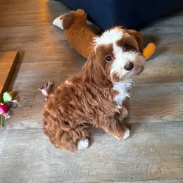 Stella Star - Goldendoodle