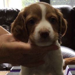 Pink collar - White and orange female Brittany puppy in Belleview, Florida from Gourley's Brittanys