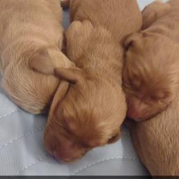 Boy 5 - Dark golden male Golden Retriever puppy in Grand Meadow, Minnesota from Root River Retrievers