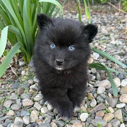 Mustang - Black female Pomsky puppy in Ravena, New York from Osiris’s Siberians & Pomskies