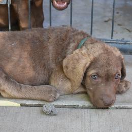 Lilliana - Brown female Chesapeake Bay Retriever puppy in Soap Lake, Washington from Desert Oasis Kennels