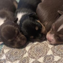 Rat Terriers from Meadows Rat Terrier