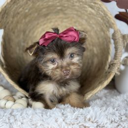 Charlotte - Chocolate and tan female Yorkshire Terrier puppy in Hardin, Texas from Katrinas puppies
