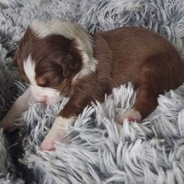 CKC Mika - Australian Shepherd puppy from Ashe's Aussies