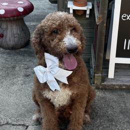 Millie - Goldendoodle