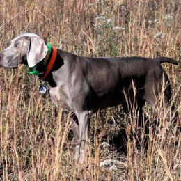 Weimaraner All Grown Up from Megan's Weimaraners