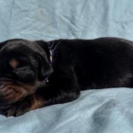 Avery - Black and rust female Doberman Pinscher puppy in Toney, Alabama from Bhon Mhuir Dobermanns