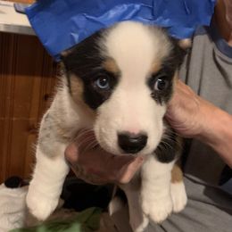 Cardigan Welsh Corgi Puppies from Luxe Cardigan Welsh Corgis