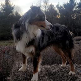 Spur  - Miniature Australian Shepherd